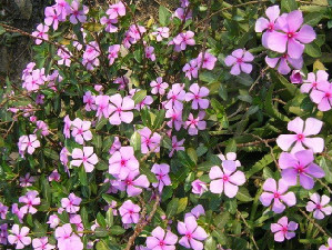 長春花