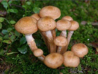 蜜環菌